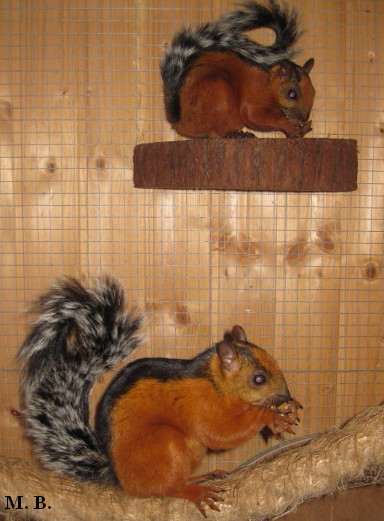 Sciurus variegatoides Atrirufus